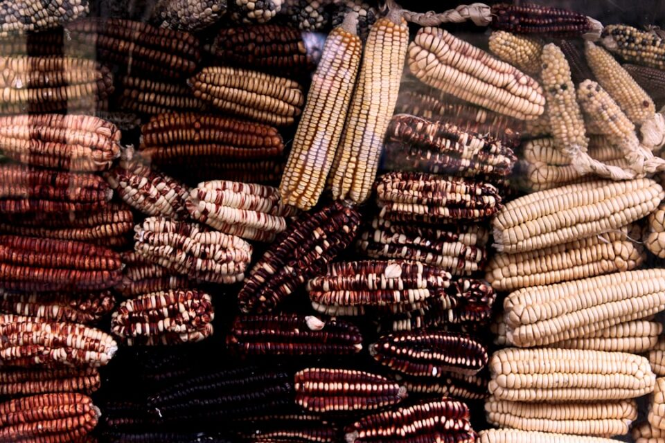 Photo Corn kernels